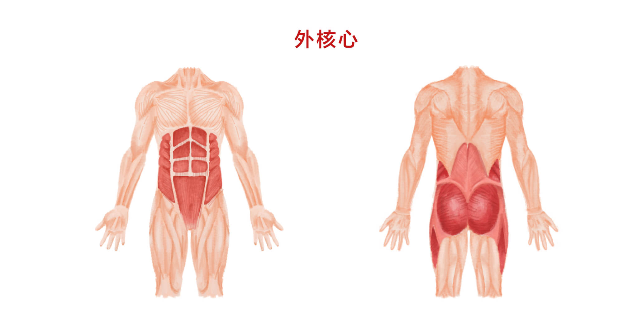 1-背部肌肉-外核心