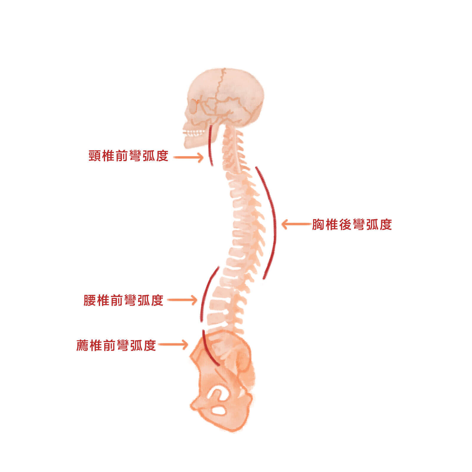1-脊椎基本活動與力學