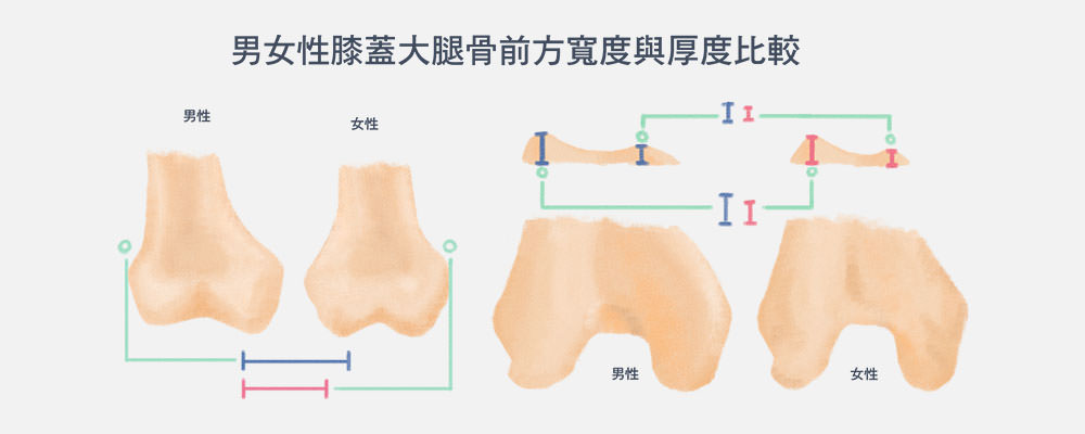 男女性膝蓋大腿骨前方寬度與厚度比較