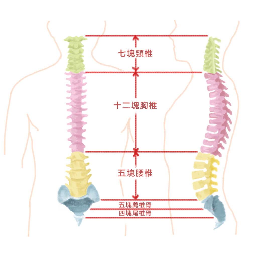 1-脊椎結構