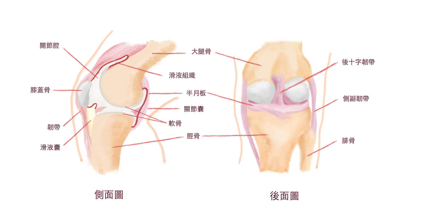 膝蓋卡卡腫腫 小心是半月板在抗議 骨哥論壇